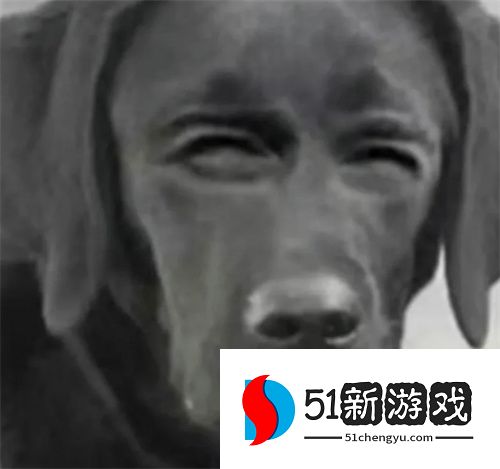 动物系列最新沙雕表情包分享