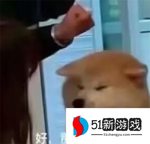 动物系列最新沙雕表情包分享