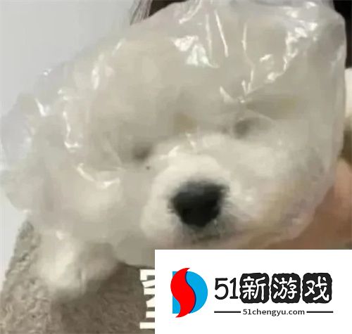 可爱搞怪聊天表情包分享