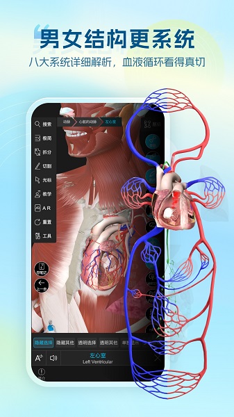 维萨里3D解剖官方正版