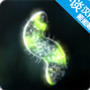 孢子的起源
